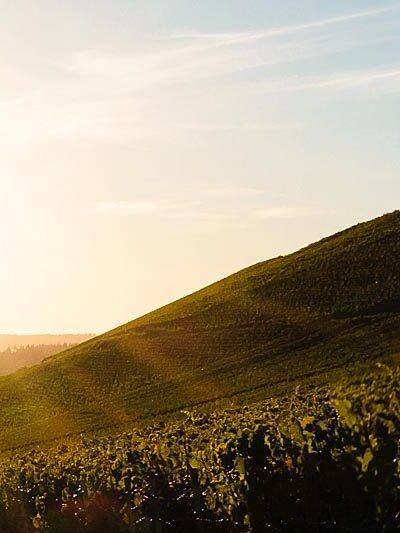 Auf der rechten Seite befindet sich der Weinberg Wiltinger Scharzhofberg, der ein Mythos ist. Vorne links verläuft eine geteerte Straße. Oben links sind Blätter und Äste eines Baumes. Am blauen Himmel im Hintergrund geht die Sonne unter. Auf der linken Seite liegt das Weingut von Egon Müller. Der Weinberg ist das Synonym für edelsüße Saar Rieslinge.