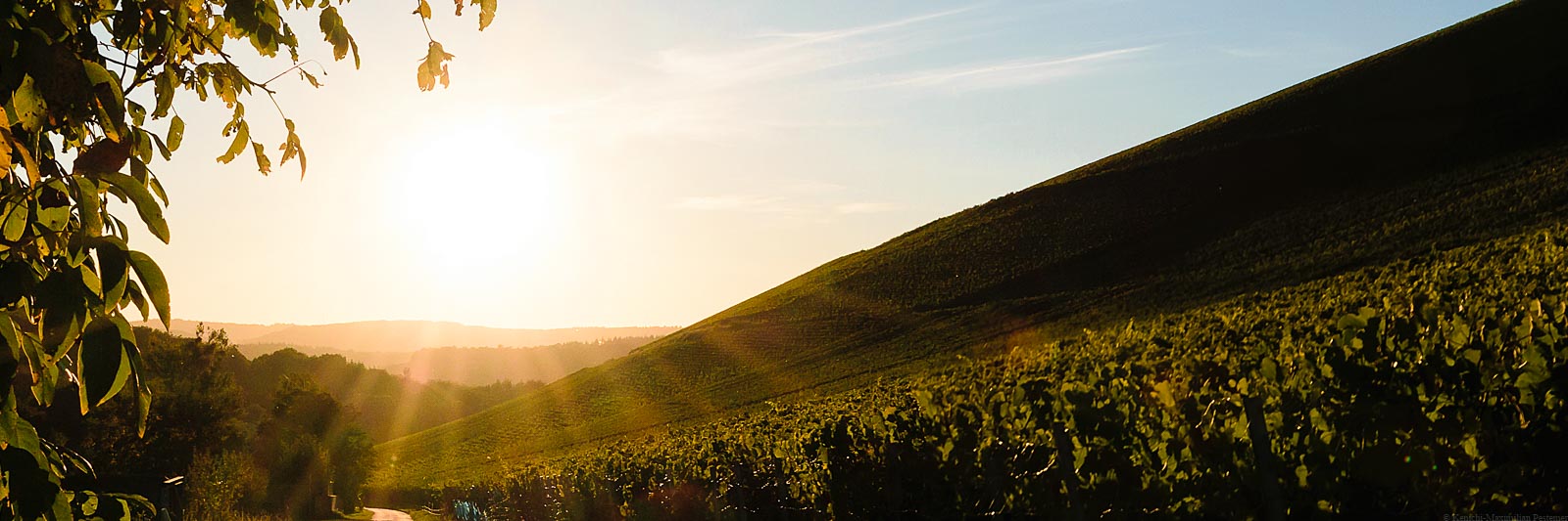 Auf der rechten Seite befindet sich der Weinberg Wiltinger Scharzhofberg, der ein Mythos ist. Vorne links verläuft eine geteerte Straße. Oben links sind Blätter und Äste eines Baumes. Am blauen Himmel im Hintergrund geht die Sonne unter. Auf der linken Seite liegt das Weingut von Egon Müller. Der Weinberg ist das Synonym für edelsüße Saar Rieslinge.