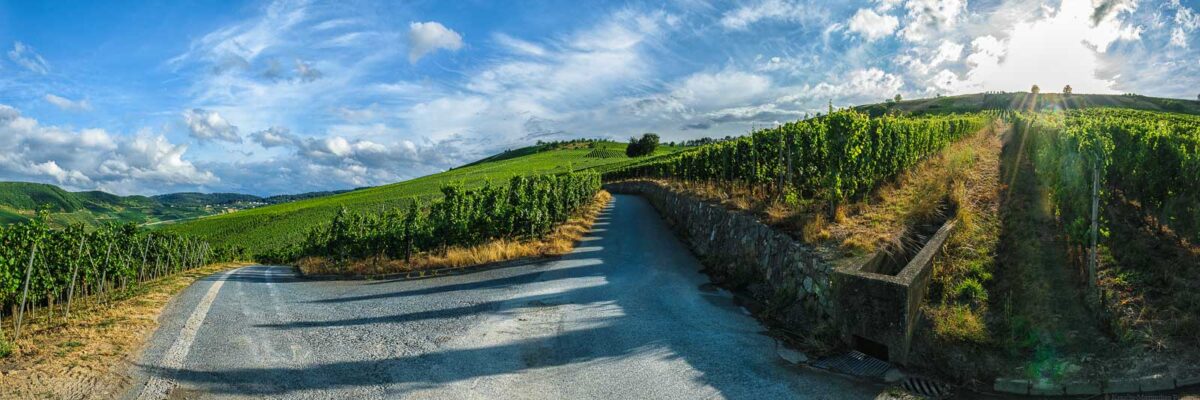 Eine Wegabzweigung im Weinberg Trittenheimer Altärchen unterteilt die Parzellen. Am blauen Himmel sind einige Wolken. Im Hintergrund sind weitere Weinberge mit Wald an den Hängen.