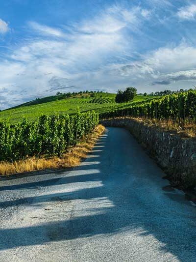 Eine Wegabzweigung im Weinberg Trittenheimer Altärchen unterteilt die Parzellen. Am blauen Himmel sind einige Wolken. Im Hintergrund sind weitere Weinberge mit Wald an den Hängen.