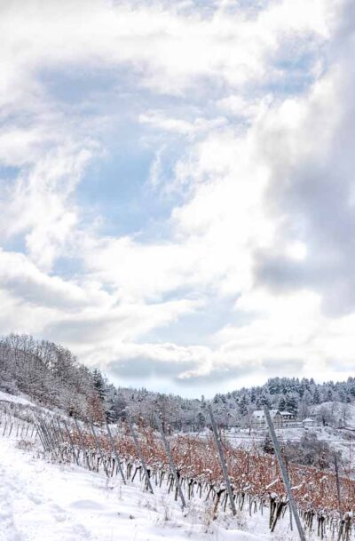 Man blickt auf einen schneebedeckten Weg in der Trittenheimer Apotheke im Winter. Die Reben links und rechts am Weg des steilen Weinberges sind von Schnee und Eis bedeckt. Am Himmel befindet sich ein helles Loch in der Wolkendecke. Im Hintergrund befinden sich die Häuser des Ortes Zummenthof.