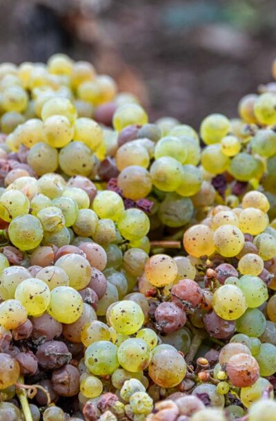 Auf dem Bild ist einer bunter Haufen aus Riesling Trauben des Weinbergs Ürziger Würzgarten. Die Trauben sind in grüner, gelber, pinker und roter Farbe gefärbt.