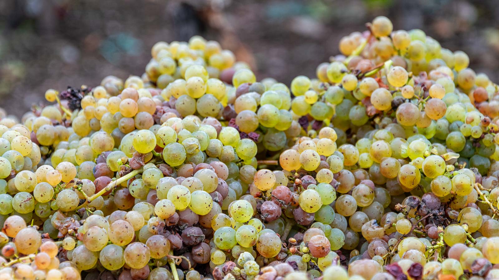 Auf dem Bild ist einer bunter Haufen aus Riesling Trauben des Weinbergs Ürziger Würzgarten. Die Trauben sind in grüner, gelber, pinker und roter Farbe gefärbt.