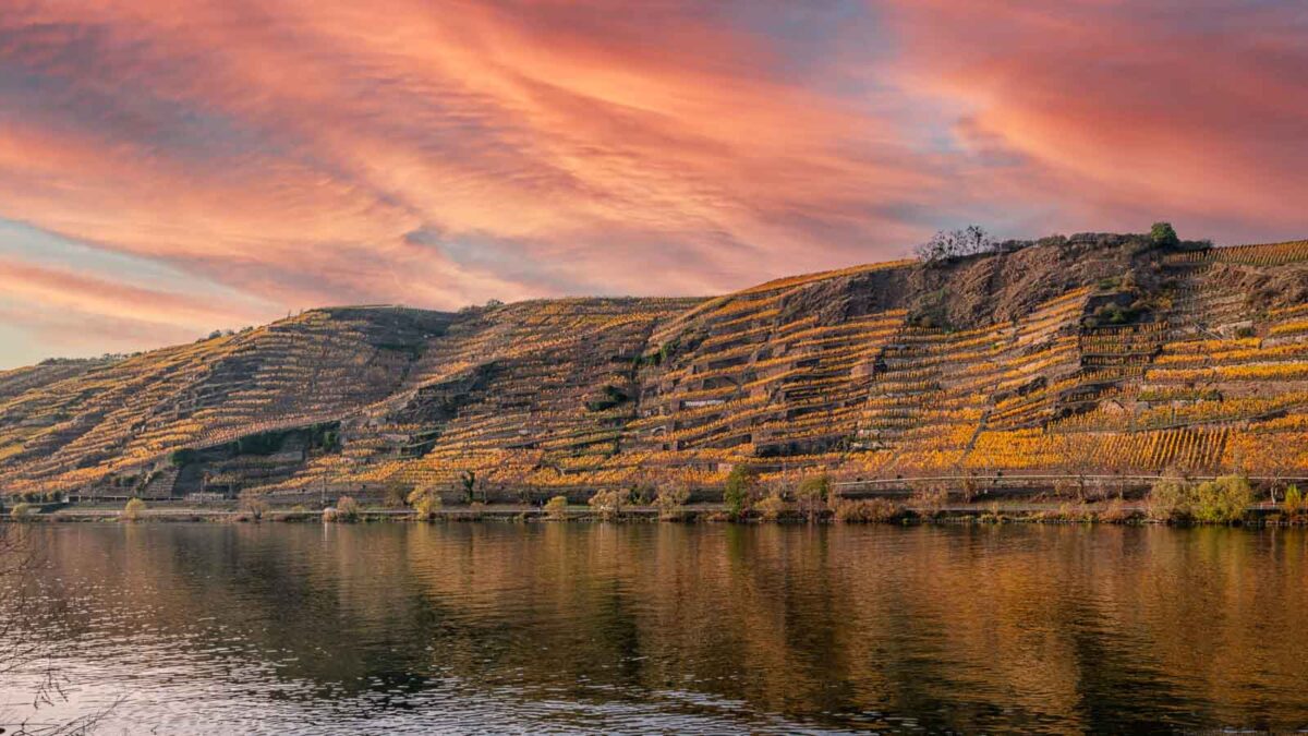 Vorne fließt die Mosel. Dahinter türmt sich der steile Weinberg mit dem Namen Winninger Röttgen in gelber Farbe auf. Am Himmel sind pinke Wolken. Es handelt sich um den Sonnenuntergang.