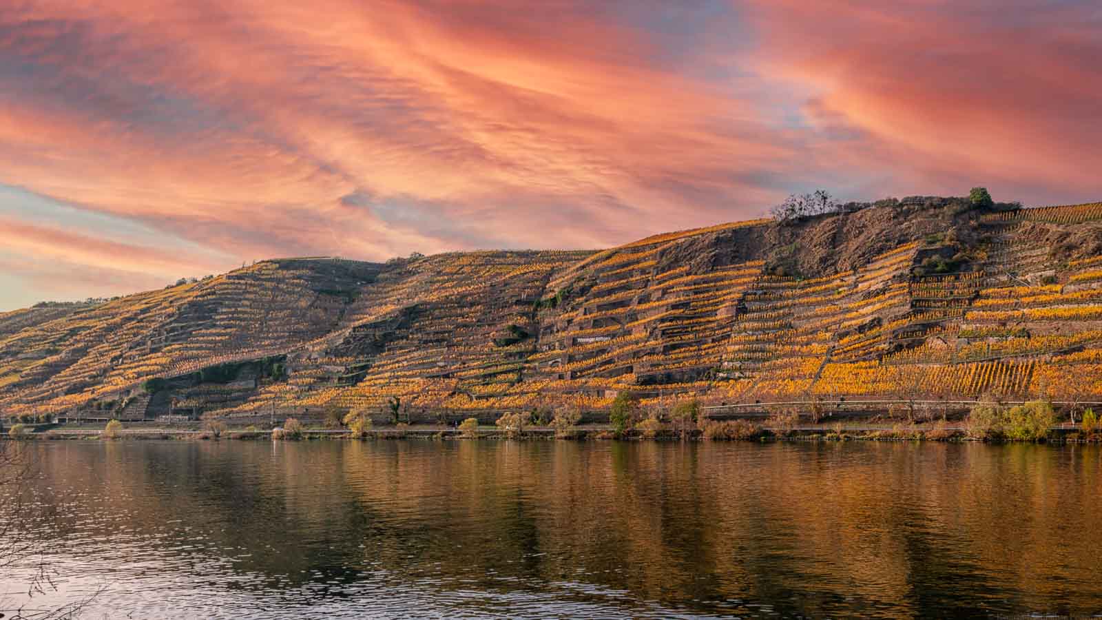 Vorne fließt die Mosel. Dahinter türmt sich der steile Weinberg mit dem Namen Winninger Röttgen in gelber Farbe auf. Am Himmel sind pinke Wolken. Es handelt sich um den Sonnenuntergang.