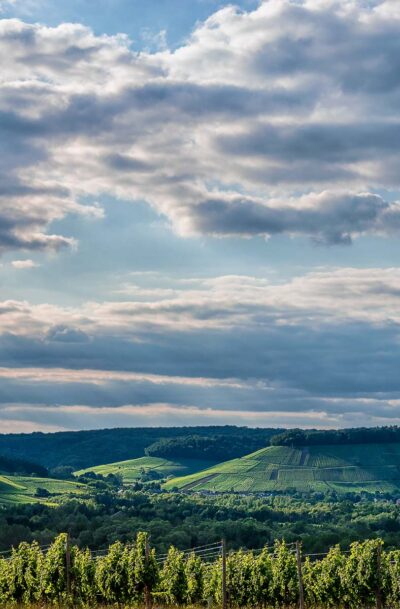 Alle Weinelemente in sich vereint in den Weinlagen Felsberg & Hommelsberg <em>4zu3</em>