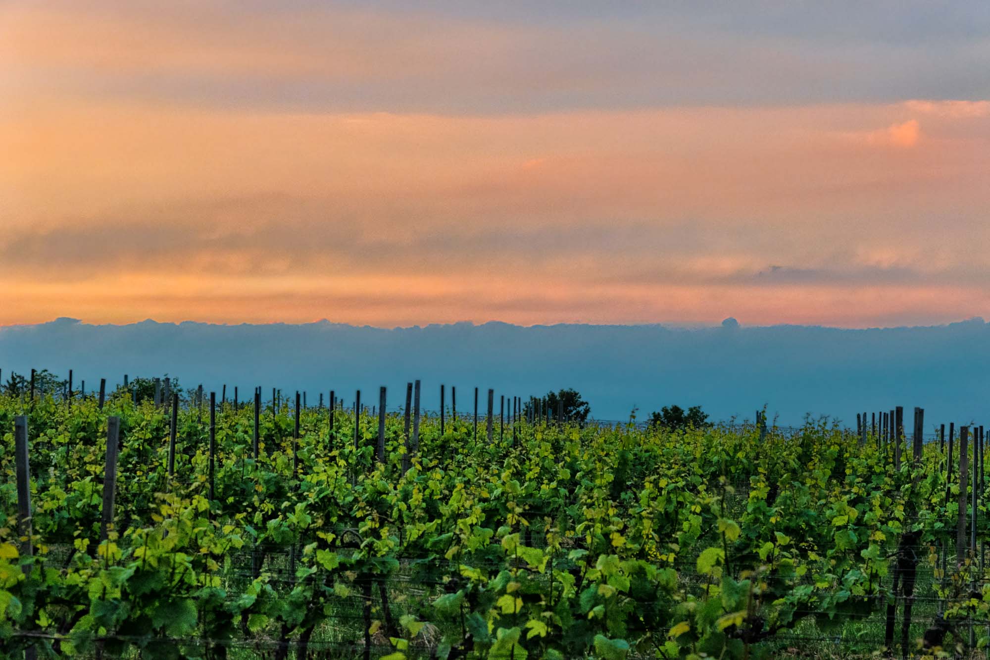 Sonnenuntergang am Weinberg Forster Ungeheuer an der deutschen Weinstraße. Dort wachsen viele verschiedene Rebsorten.