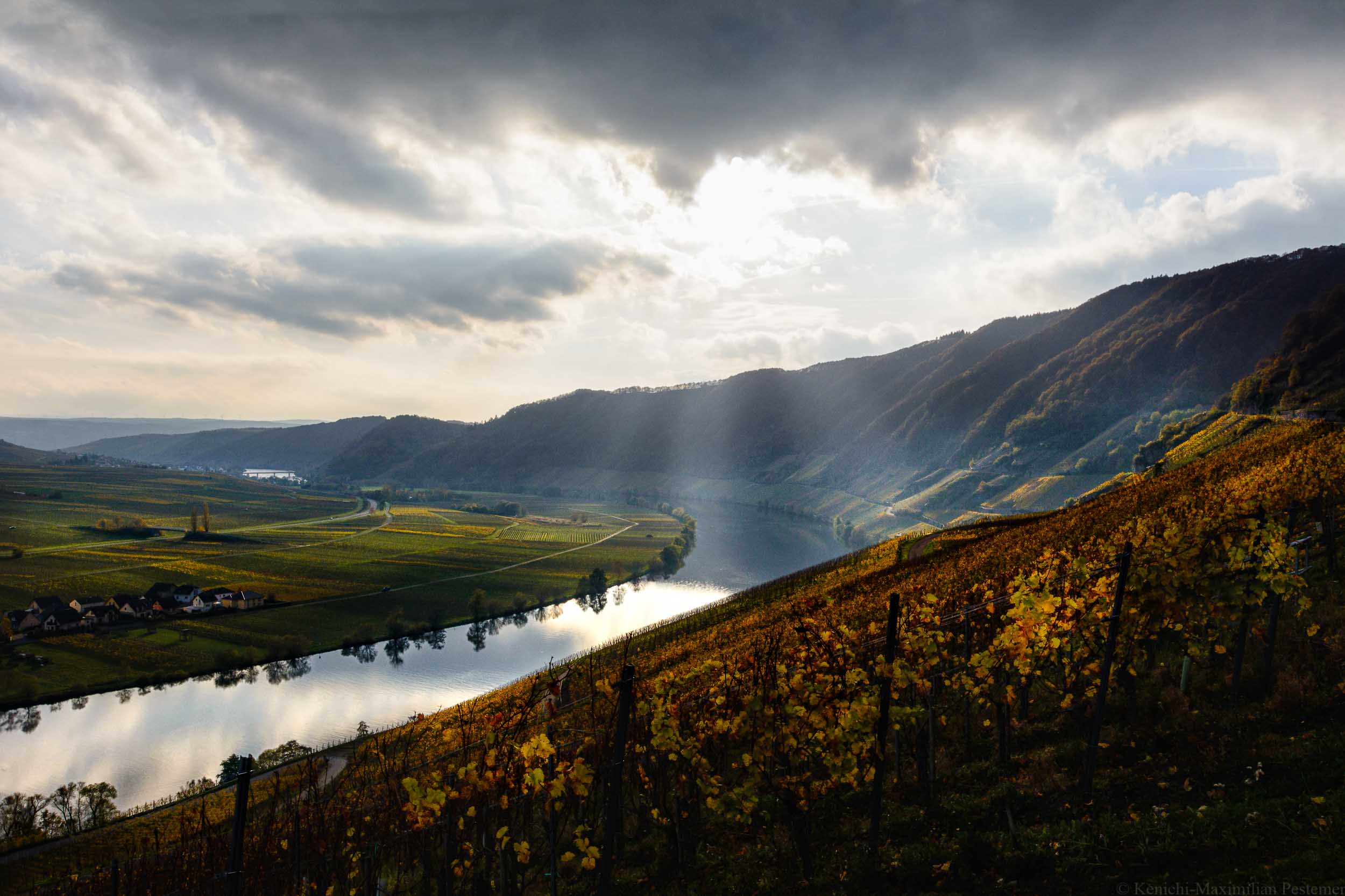 Piesporter Goldtröpfchen Weinberg am Ufer der Mosel im Herbst.