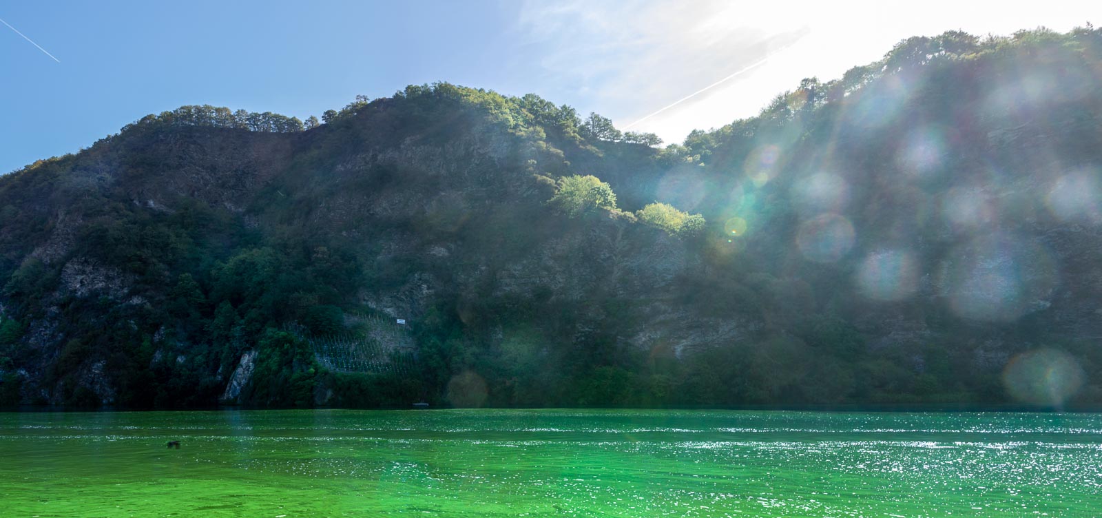 Fährwingert inmitten der Felsen des Moselloreley am Ufer des Flusses. Oben ist blauer Himmel.