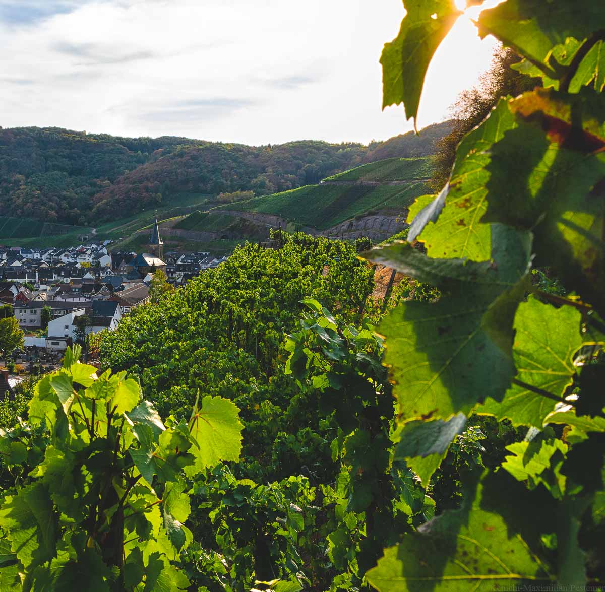 Der Betrachter blickt auf die Weinberge des Ortes Dernau an der Ahr. Man erkennt die Einzellagen Dernauer Pfarrwingert im Vordergrund und Dernauer Schieferlay im Hintergrund.