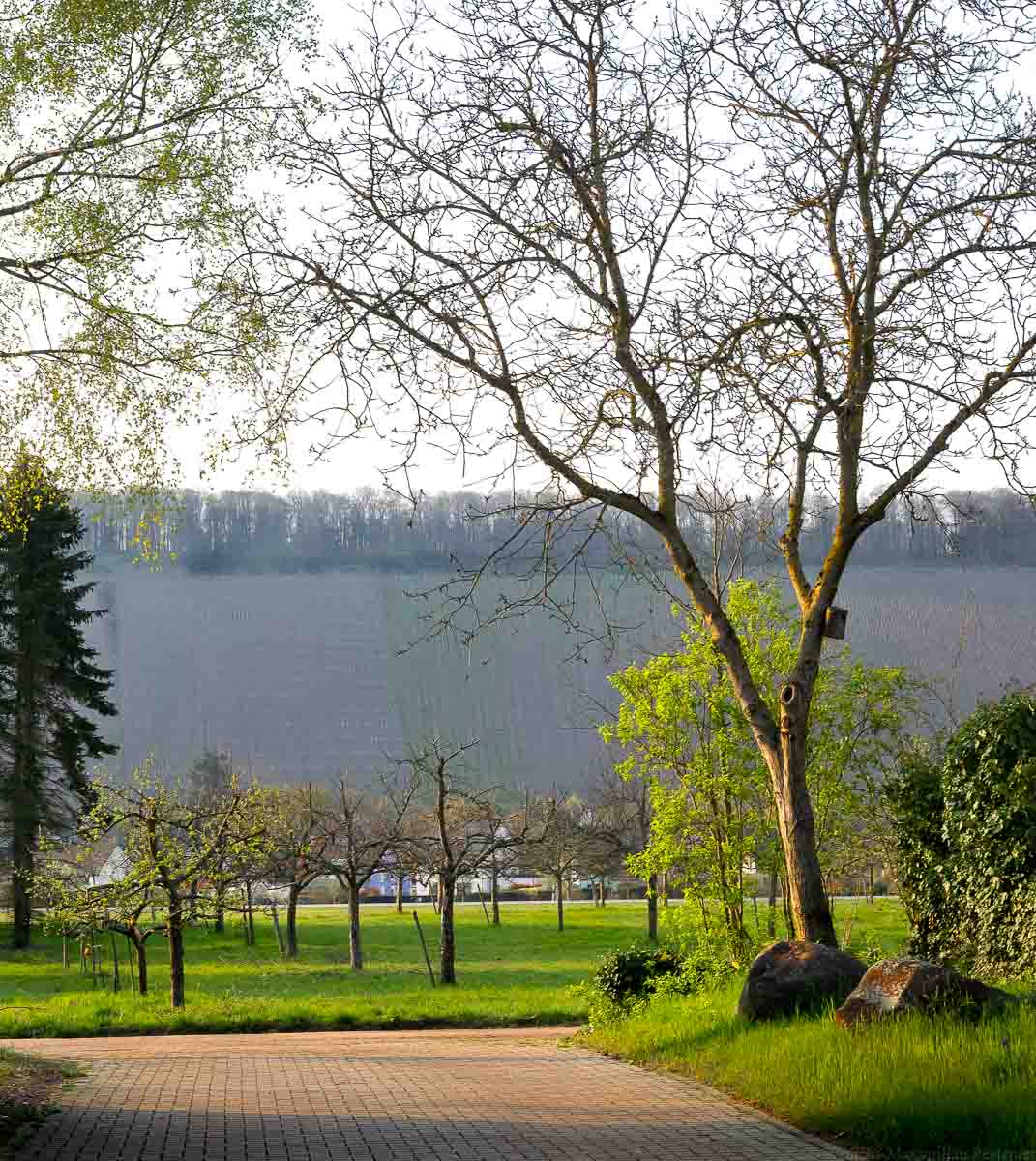 Blick vom Hof des Weingutes Dr. Frey auf Kanzem und den Weinberg Kanzemer Altenberg. Vorne befindet sich ein Weg. Rechts ist ein Baum auf einer Wiese mit Steinen.