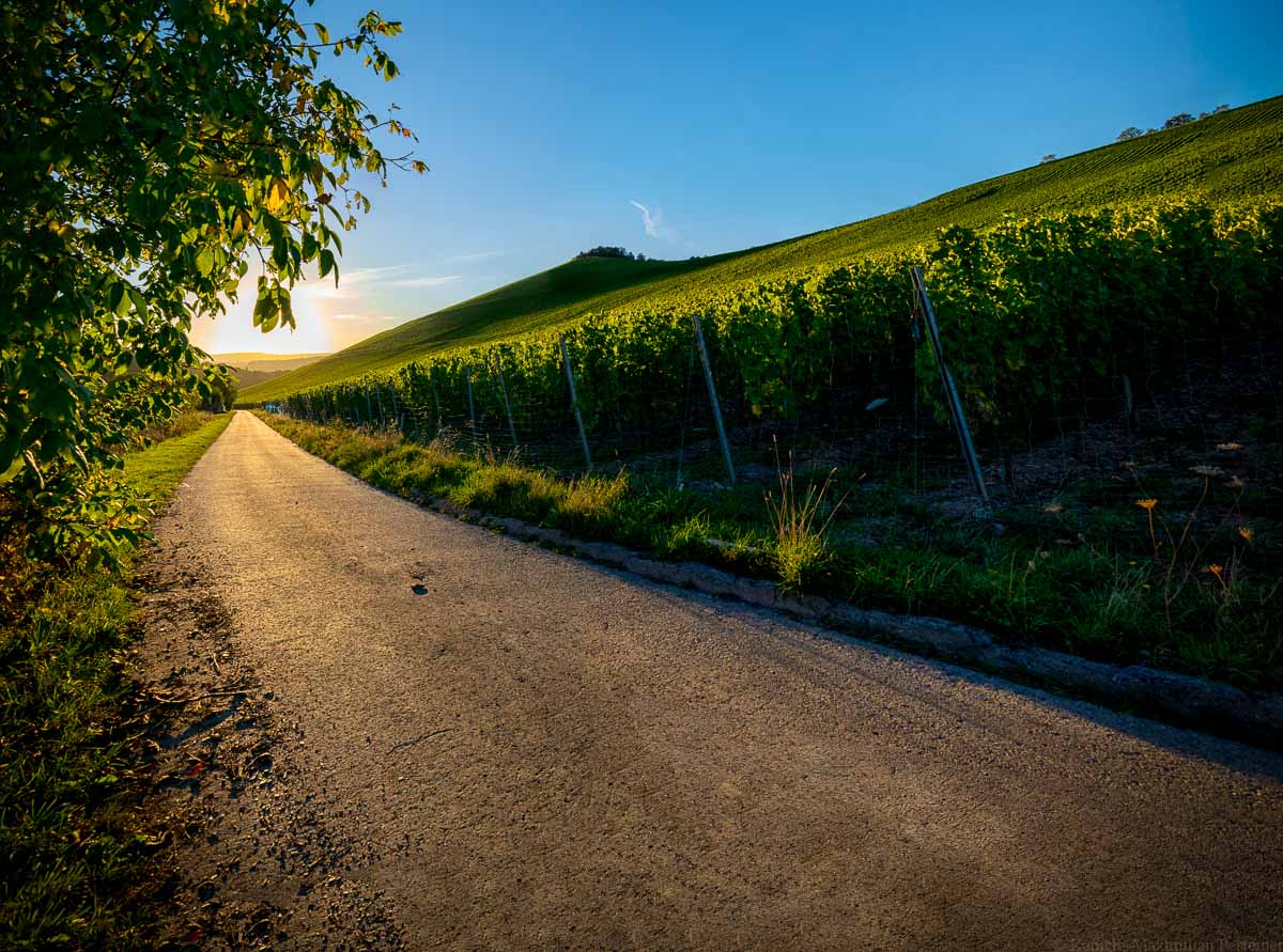 Auf der linken Seite befindet sich ein Baum. Links in der Mitte befindet sich ein Teerweg auf den die Sonne scheint. Auf der rechten Seite ist ein großer Weinberg. der Wiltinger Scharzhorberg. Die Sonnen geht am blauen Himmel unter.