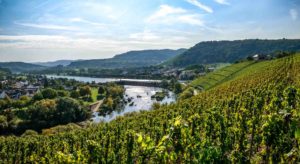 Im Vordergrund befindet sich ein Weinberg am Fluss Saar. Der Fluss Saar fließt unterhalb des Weinberges Saarfeilser Marienfels. Am linken Ufer liegt der Ort Schoden. Im Hintergrund sind bewaldete Hügel und der Ort Ayl.