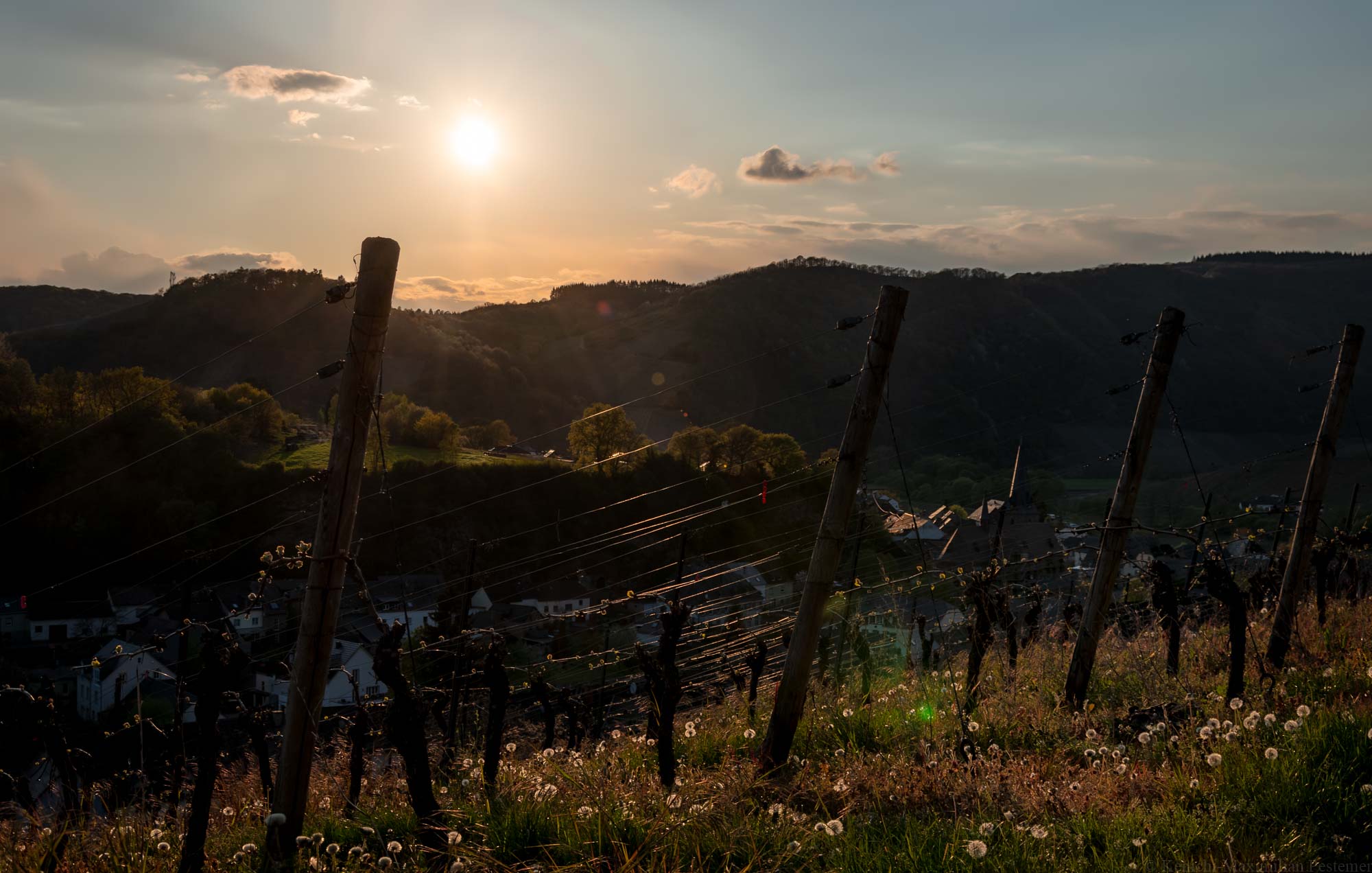 Sonnenuntergang im Weinberg Dhroner Hofberger mit Ort Neumagen-Dhron und bewaldeten Hügel sowie Weinbergen im Hintergrund