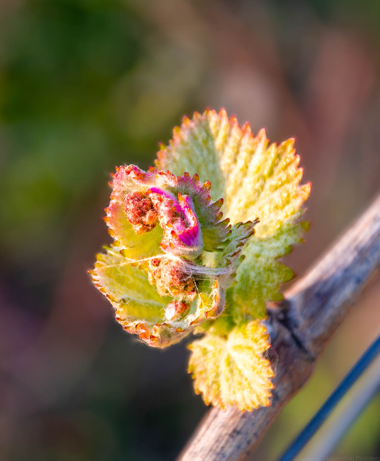 Knospen Blüte im Dhroner Hofberger