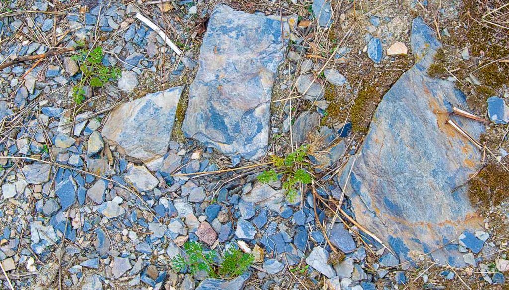 Piesporter Goldtröpfchen blau-grauer Schiefer Haart