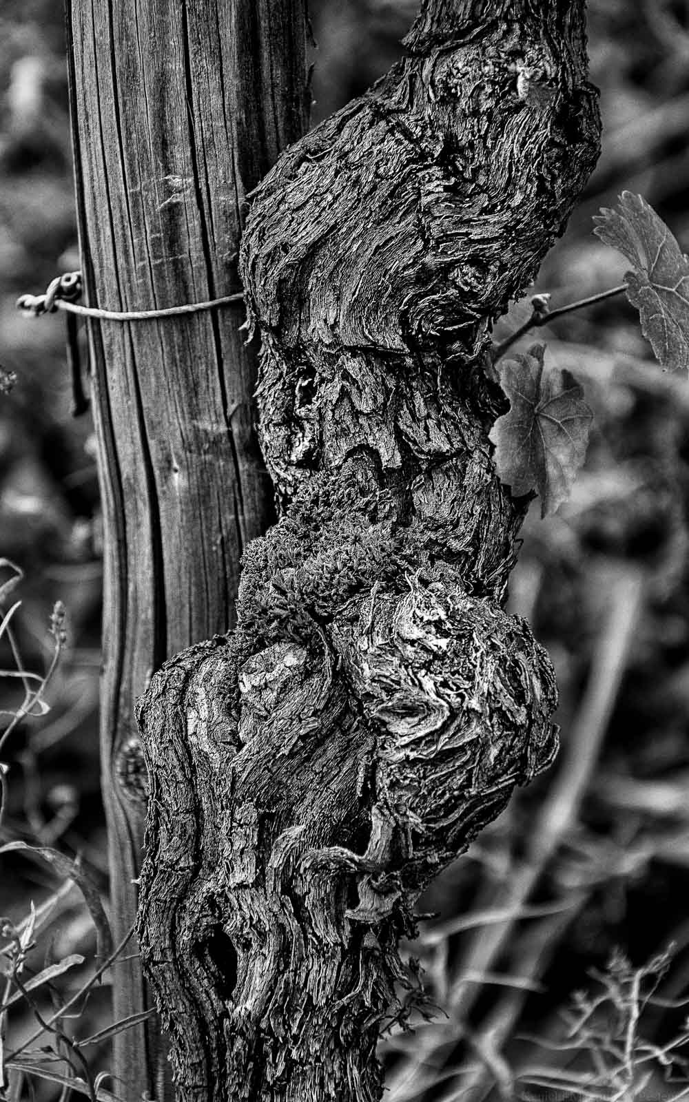 Rebe im Weinberg des Weingutes Vols aus Ayl an der Saar