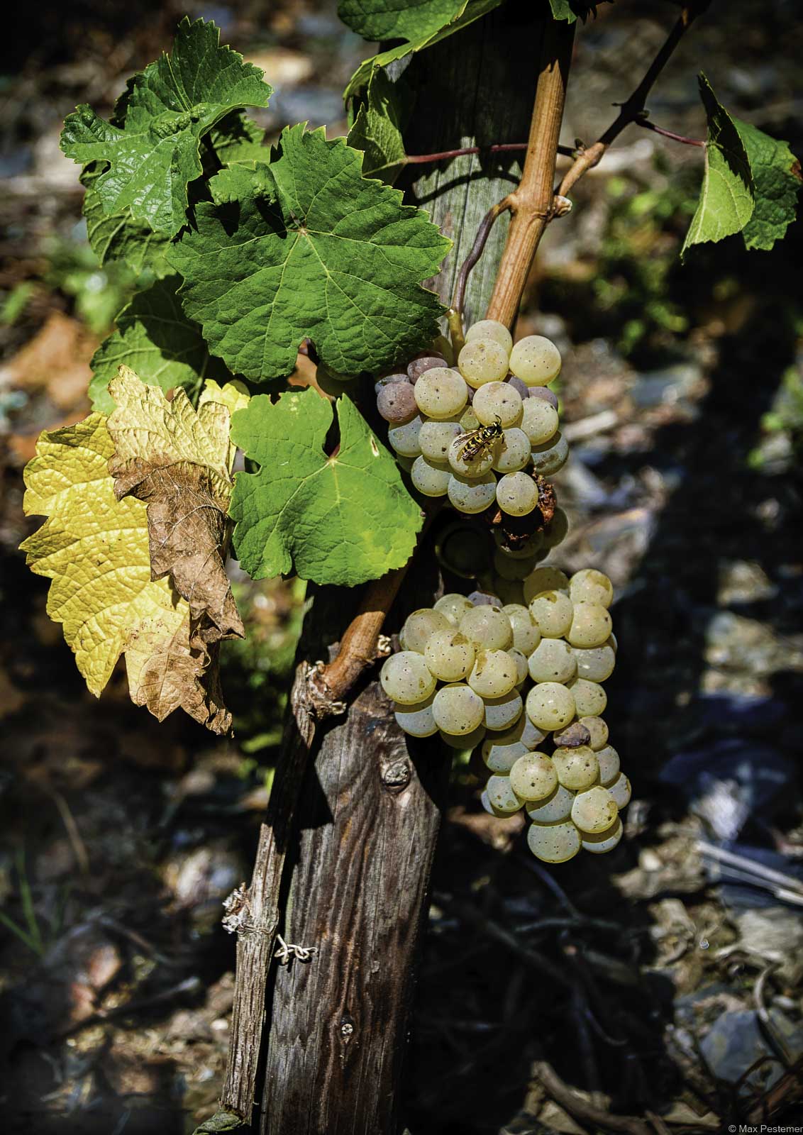 Wespe auf Riesling Rebstock Poster A3