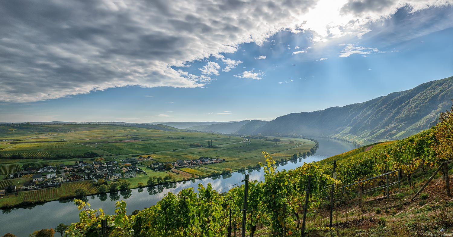 Piesporter Halbinsel im Herbst: Man blickt von den Weinbergen auf die Moselschleife und die Weingärten auf dem anderen Ufer, welche zum Ort Piesport gehören. Am Himmel sind grau-weiße Wolken und die Sonne scheint durch.