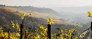 Auf dem Foto sind Weinberge im Herbst an der Nahe. Das Bild ist teilweise in Schwarz und Weiß die Blätter der Rebstöcke sind in Gelb, Orange und einem leichten Rot eingefärbt.