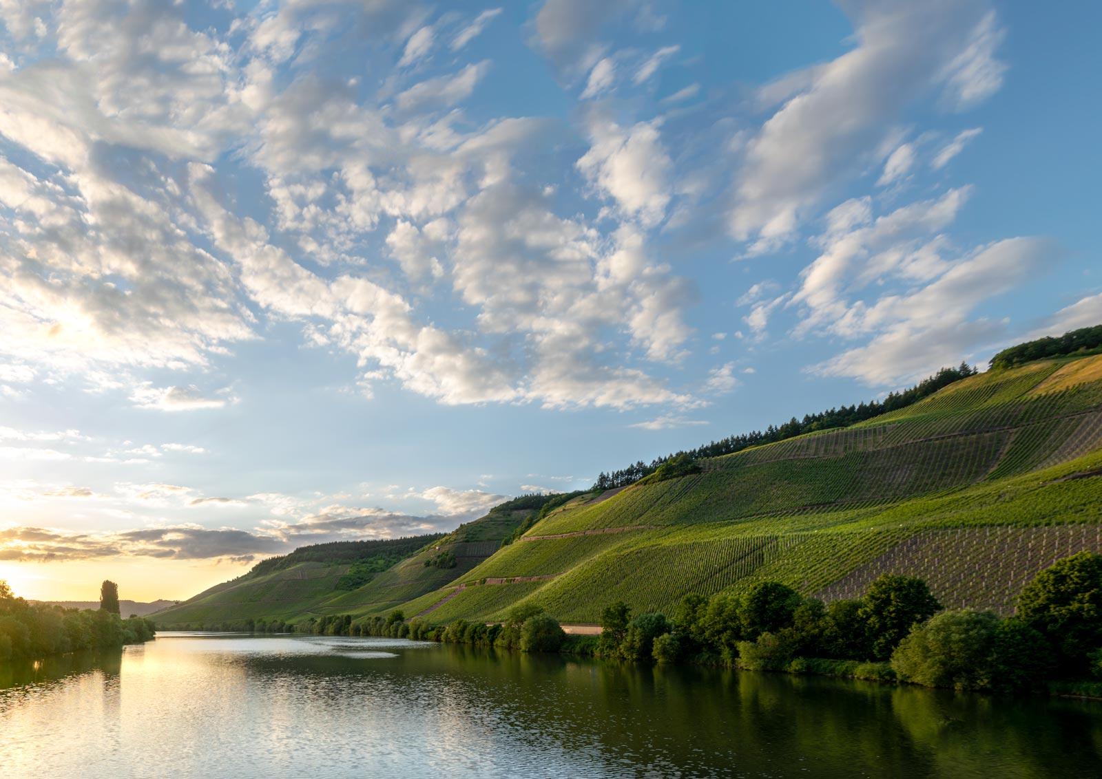 Unten links fließt der Fluss Mosel. Am rechten Ufer der Mosel erheben sich steile Weinberge. Man erkennt weiter hinten am rechten Flussufer den Weinberg Schweicher Annaberg. Auf der linken Bildseite geht die Sonne unter am Abend. Am blauen Himmel sind viele Wolken.