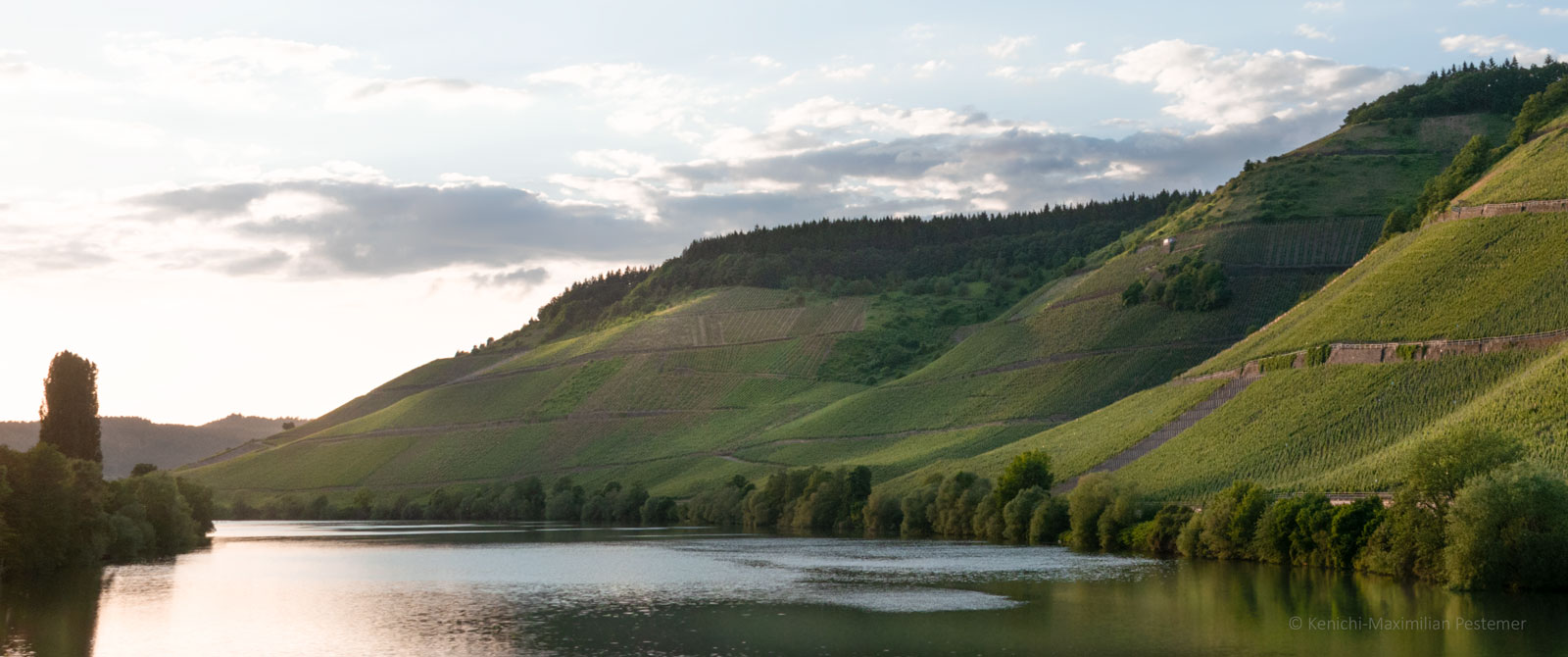 Vorne links fließt die Mosel. Der Fluss Mosel wird auf der rechten Seite von steilen Weinbergen flankiert. Am oberen Ende der steilen Hänge auf der rechten Seite befinden sich die Weingärten der Schweicher Burgmauer. Am leicht blauen Himmel schweben Wolken im Hintergrund. Es ist Abend.