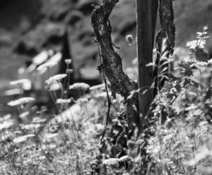 Alte Rebe im Weinberg Wousselt Schwarz und Weiß mit Blumen im Vordergrund
