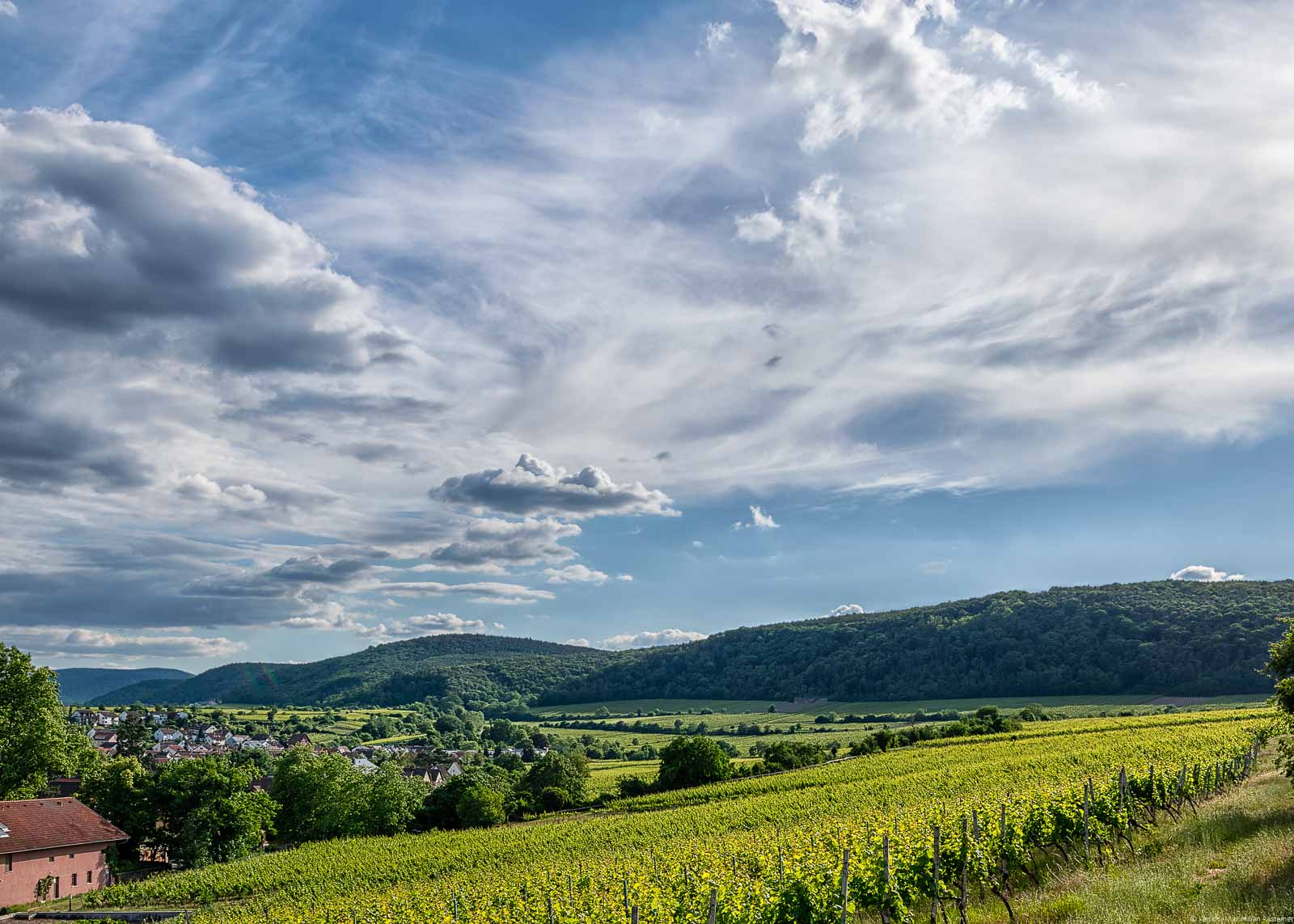 Weinberg Deidesheimer Grainhübel im Sommer