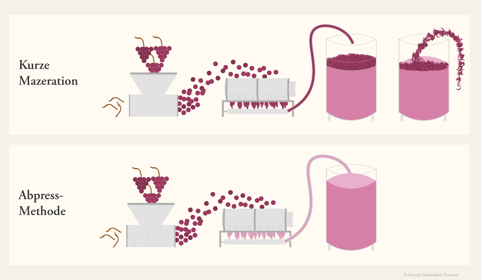 Diagramm und Grafik, welche die beiden wichtigsten Methoden zur Herstellung von Rosé beinhaltet. Oben wird die Methode kurze Mazeration dargestellt. Unten wird die Abpress-Methode dargestellt. Es werden rote Trauben von Stielen getrennt. Die roten Beeren der Trauben werden in einer länglichen Maschine gepresst. Von dort wird der Saft samt Schalen in einen Behälter gepumpt.