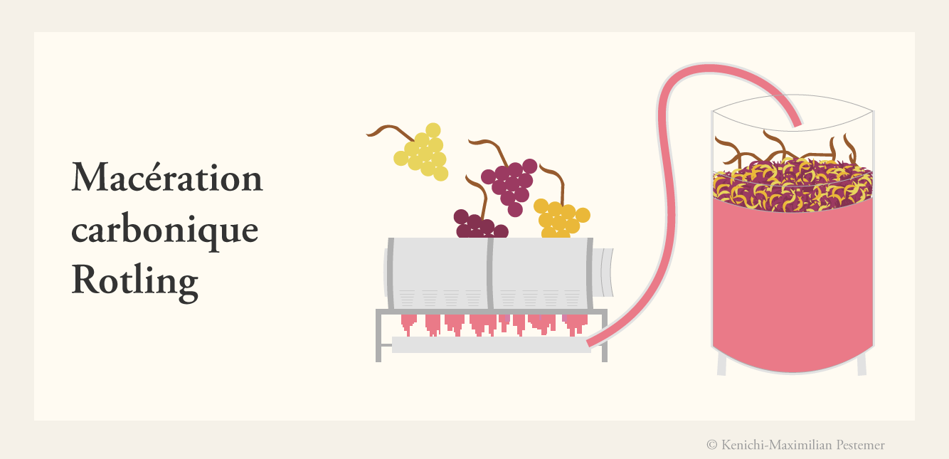 Diagramm und Grafik der Rosé-Herstellung eines Rotlings mit der sogenannten Mazération carbonique Methode. Rote und weiße Trauben werden zusammen gepresst und mit Stilen vergoren.