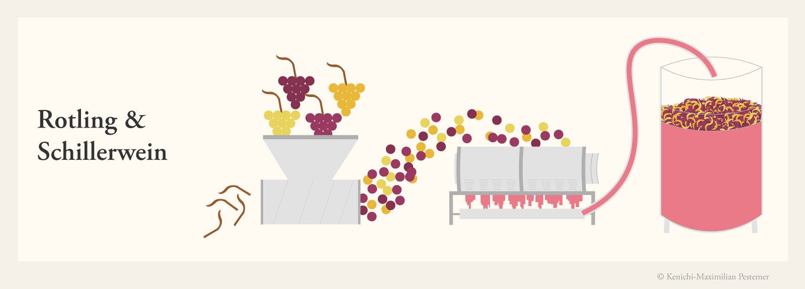 Diagramm und Grafik zur Herstellung vom Rosétyp Rotling und Schiller Wein. Rotweintrauben und Weißweintrauben werden zusammen von Stielen entfernt und abgepresst.