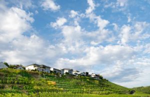 Man erkennt den steilen Weinberg Wousselt im luxemburgischen Weinbauort Ehnen. Die Blätter der Reben sind grün. Auf dem Weinberg sind Häuser. Am blauen Himmel sind viele Wolken.