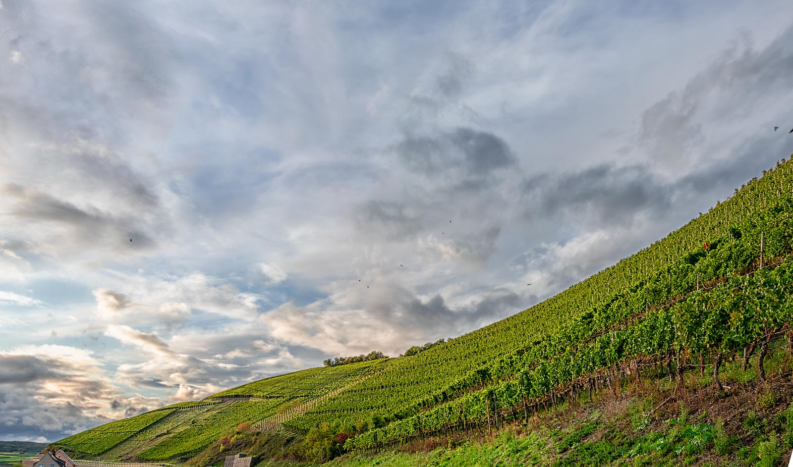 Vorne erkennt man den steiler Weinberg Neuenahrer Sonnenberg unter dem Abendhimmel mit Wolken oben. Es befinden sich Häuser des Ortes Ahrweiler unten links.
