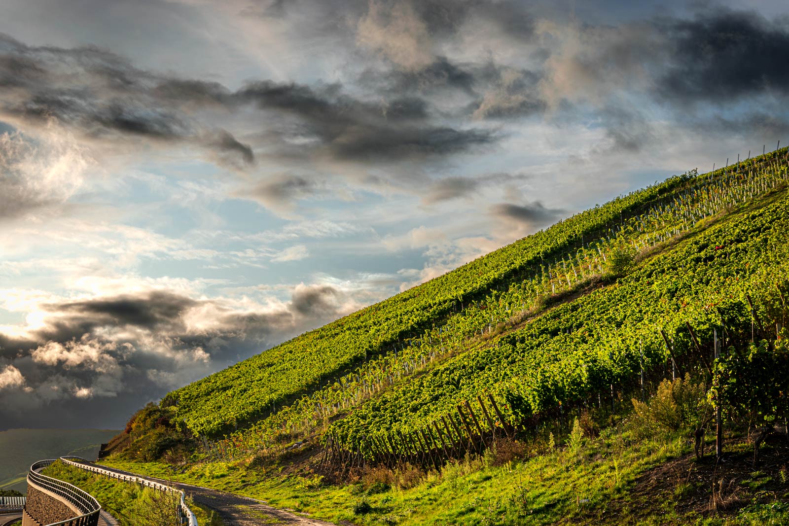 Auf dem Bild erkennt man rechts die Reben des Weinbergs Neuenahrer Sonnenberg im Ahrtal. Der Weinberg ist in grüner Farbe mit leicht orangenen Tönen aufgrund der Abendsonne. Links neben dem Weinberg befindet sich ein Weg mit ein Mauer noch weiter links. Am blau-grauen Abendhimmel befinden viele dunkle Wolken.
