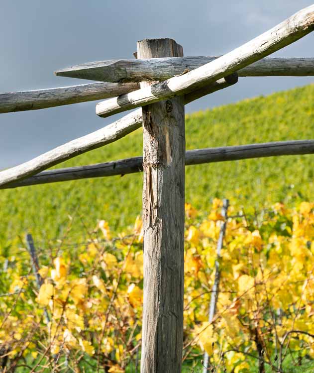 Im Weinbaulehrpfad der Kaseler Hitzlay sind Holzpfähle verbunden wurden. Sie stehlen die sogenannte römischen Laubenerziehung dar. Im Hintergrund erkennt man gelbe und grüne Färbungen im Weinberg.