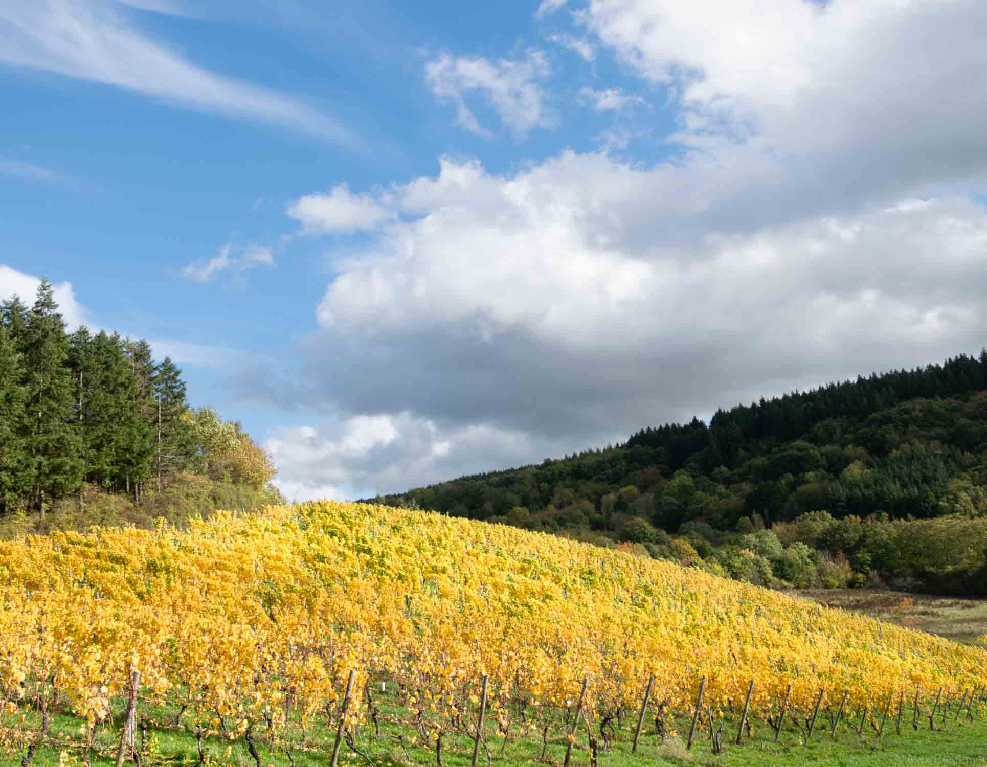 Auf dem Bild erkennt man der nördlichen Teil des Weinbergs Kaseler Hitzlay. Der blaue Himmel wird durch viele Wolken am rechten Rand ergänzt. Der Weinberg unten ist gelb gefärbt. Im Hintergrund erkennt man Wald.