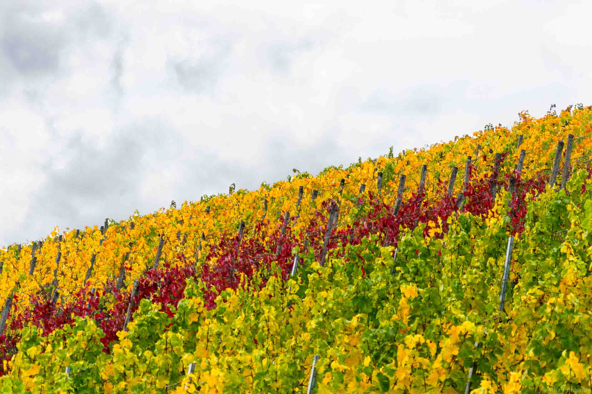 Der Weinberg Kaseler Nies'chen erstrahlt bunt im Herbst. Die Blätter sind in grüner, gelber, orangener und roter Farbe eingefärbt.