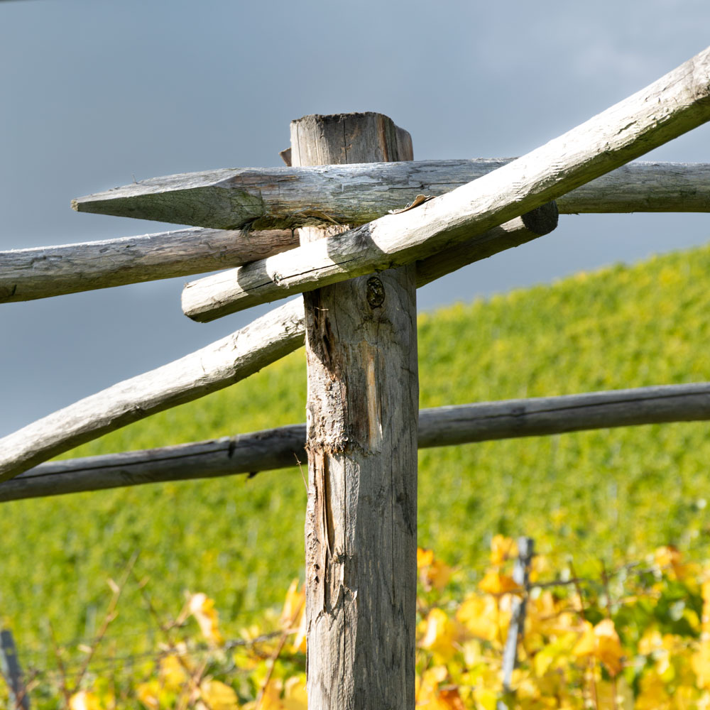 Römische Laubenerziehung an der Ruwer: Im Weinbaulehrpfad der Kaseler Hitzlay sind Holzpfähle verbunden wurden. Sie stehlen die sogenannte römischen Laubenerziehung dar. Im Hintergrund erkennt man gelbe und grüne Färbungen im Weinberg.
