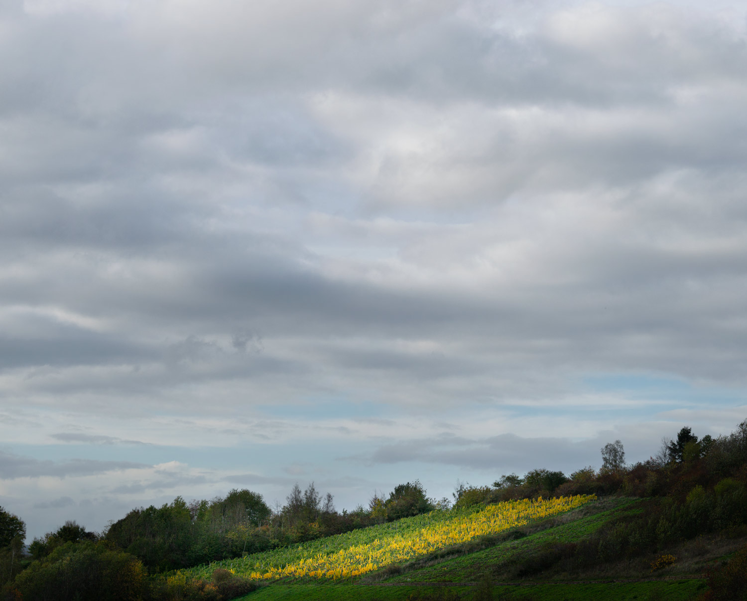 Der Waldracher Ehrenberg im Herbst ist von tiefen Wolken umgeben. Es strahlt Licht auf den Weinberg, der in grün und gelb eingefärbt ist.