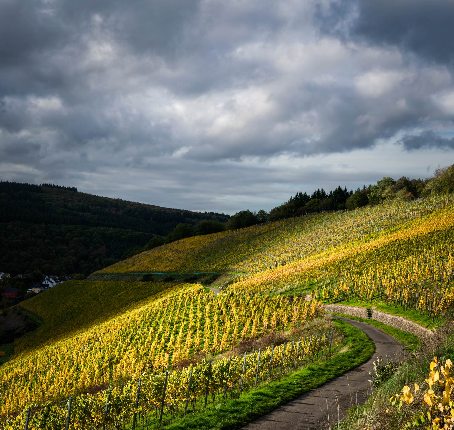 Der Weinberg Waldracher Laurentiusberg liegt im Süden der Ruwertals. Auf dem Bild erkennt man am Himmel dunkel-blaue Wolken. Der Weinberg ist vorne von der Sonne hell beleuchtet. Im Hintergrund werfen die Wolken Schatten auf den in gelber und goldener Farbe eingefärbten Weinberg.