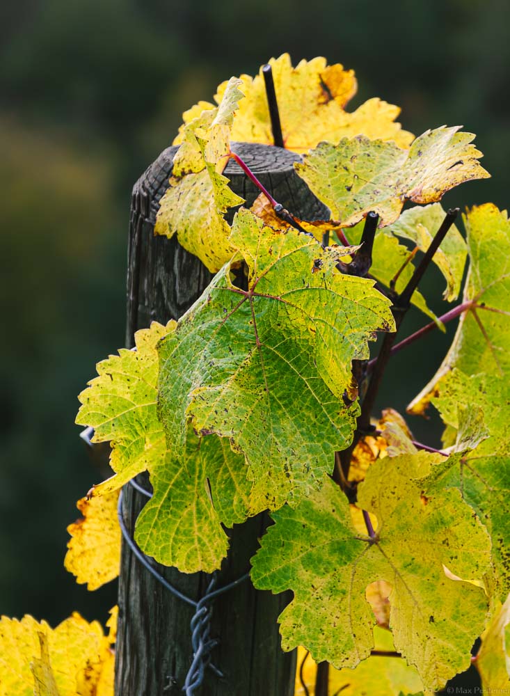 Grün-gelbe Weinblätter im Waldracher Laurentiusberg
