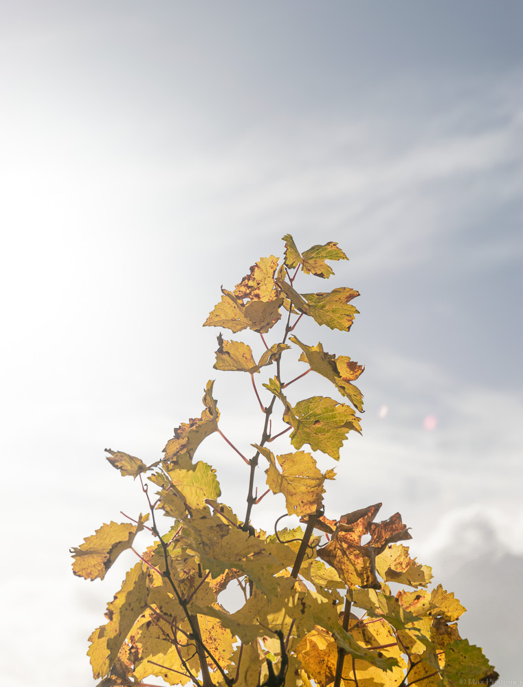 Waldracher Sonnenberg Rebe im Herbst mit gelb-goldenen Weinblättern am sonnigen Himmel