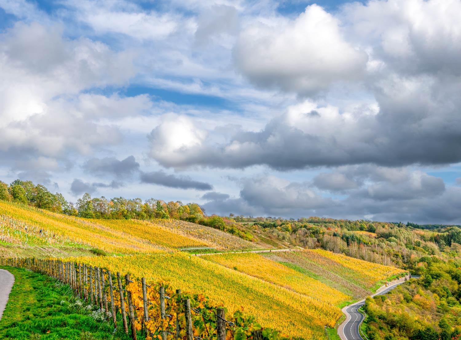 Der steile Weinberg Waldracher Sonnenberg hat sich im Herbst ein gold-gelbes Blätterkleid zugelegt. Am blauen Himmel schweben zahlreiche Wolken.