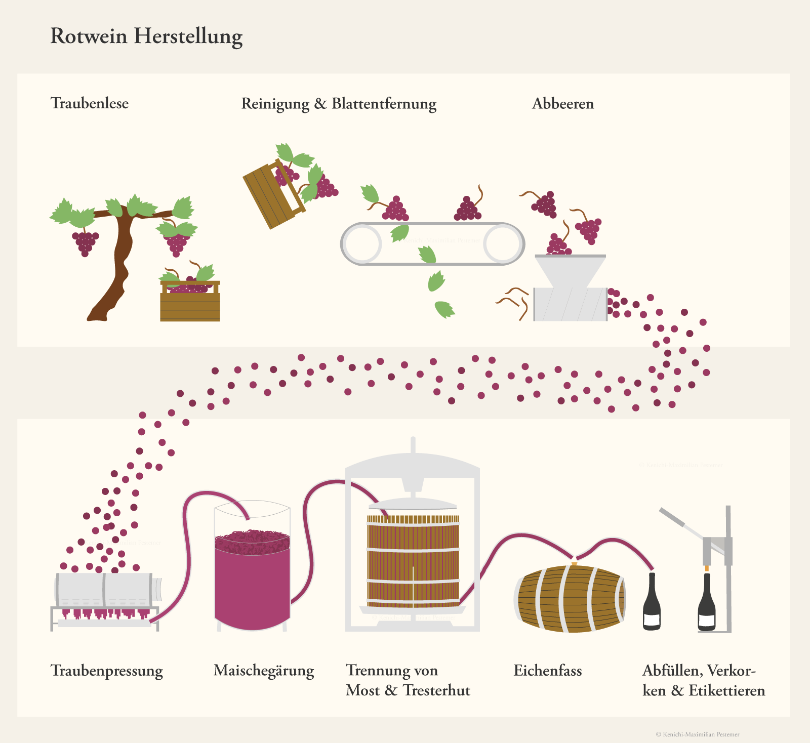 Diagramm und Grafik, welche die Herstellung von Rotwein als Illustration abbildet. Trauben werden geerntet, auf ein Fließband gelegt und es werden die Beeren entfernt. Die Beeren der Rotweinrebsorte werden sanft gepresst und in der Maische vergoren. Anschließend wird der Tresterhut aus roten Schalen und Kernen entfernt. Es folgt der Weinausbau im Eichenfass.