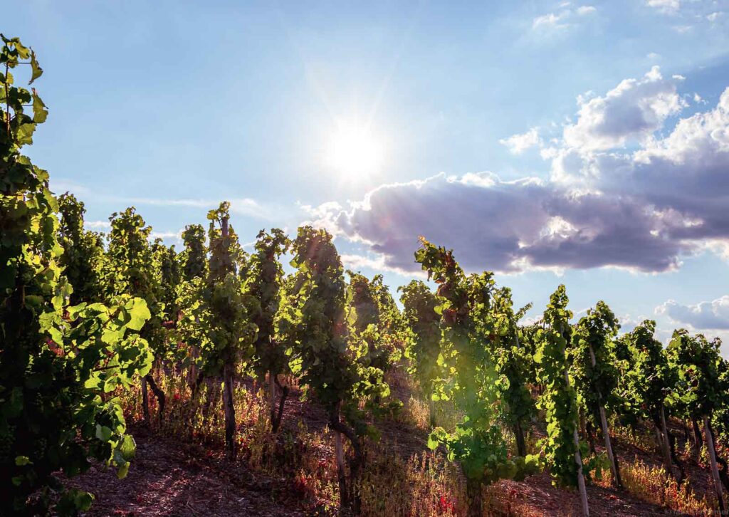 Klimawandel Weinbau : Auf dem Bild ist ein Weinberg mit vielen Rebstöcken illustriert, der stark von der Sonne bestrahlt wird.
