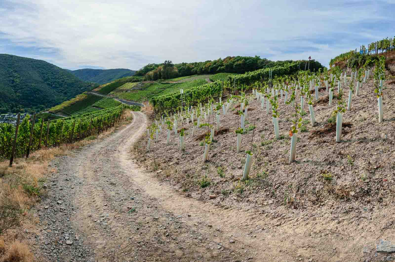 Klimawandel und Weinbau sind derzeit viel diskutierte Themen. Hier blickt man auf einen neu gepflanzten Weinberg oberhalb von Ahrweiler. Man erkennt einen steinigen Weg und Hügel des Ahrtals im Hinbtergrund.