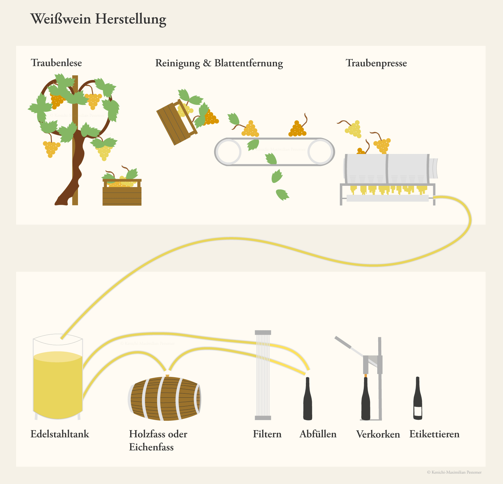 Weisswein Herstellung Diagramm. Die Grafik stellt die Herstellung von Weißwein in systematischen Schritten dar.