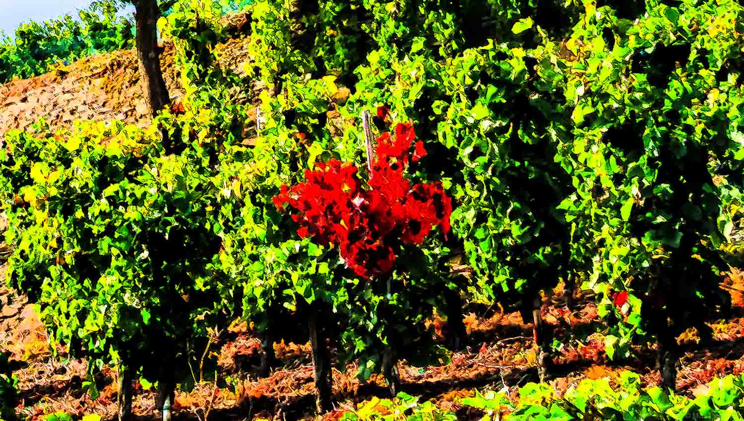 Artwork von Rebstöcken im Ahrweiler Rosenthal mit grünen Blättern. Ein Rebstock in der Mitte hat grüne Blätter.