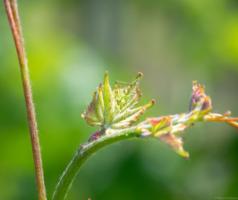 Insekt tarnt sich auf einem Weinblatt einer pilzwiderstandsfähigen Rebsorte, welche auch als Piwi bekannt sind.