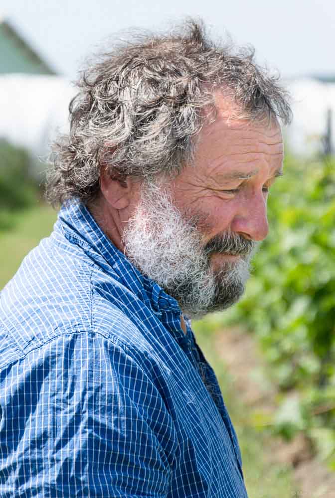 Es ist ein seitliches Portrait des bärtigen Rebenzüchter Valentin Blattner in einem blau-weiß gestreiften Hemd im Weinberg, in dem pilzwiderstandsfähige Rebsorten, also Piwis gezüchtet werden.